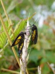 Attēlu rezultāti vaicājumam “Sciara analis”