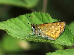 Attēlu rezultāti vaicājumam “Thymelicus lineola underside”
