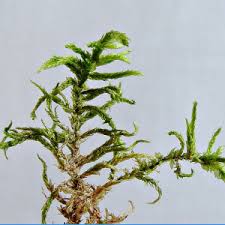 Attēlu rezultāti vaicājumam “Pleurozium schreberi sporophyte”