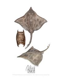 Image result for Dipturus intermedius