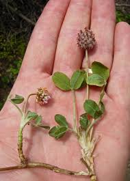 Attēlu rezultāti vaicājumam “Trifolium fragiferum”