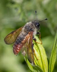 Attēlu rezultāti vaicājumam “Cimbicidae”