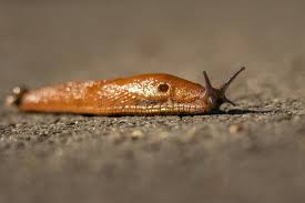 Attēlu rezultāti vaicājumam “Arion lusitanicus adult”