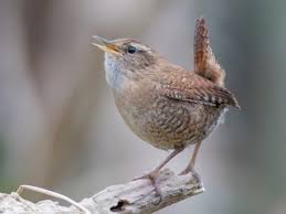 Attēlu rezultāti vaicājumam “Troglodytes troglodytes”