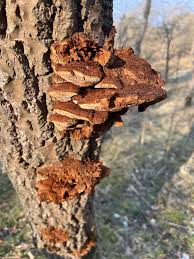 Attēlu rezultāti vaicājumam “Inonotus rheades”