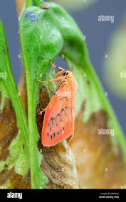 Attēlu rezultāti vaicājumam “Miltochrista miniata”