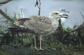 Image result for Larus cachinnans