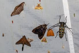 Attēlu rezultāti vaicājumam “Blattoptera”