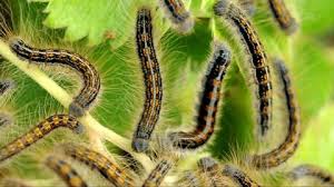 Attēlu rezultāti vaicājumam “Phalera bucephala larva”