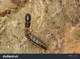 Attēlu rezultāti vaicājumam “Raphidioptera larva”