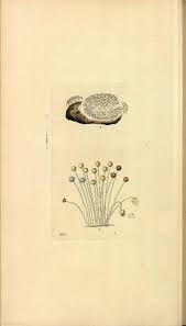 Attēlu rezultāti vaicājumam “Dianema depressum”