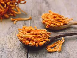 Attēlu rezultāti vaicājumam “Cordyceps”