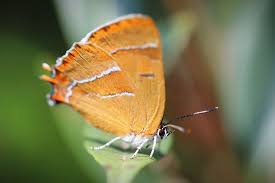 Attēlu rezultāti vaicājumam “Thecla betulae female”