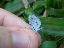 Attēlu rezultāti vaicājumam “Polyommatinae”