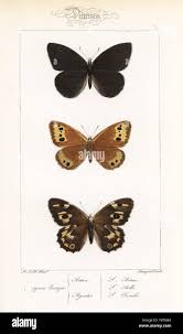 Attēlu rezultāti vaicājumam “Oeneis jutta underside”