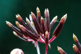 Attēlu rezultāti vaicājumam “Anthriscus sylvestris fruit”