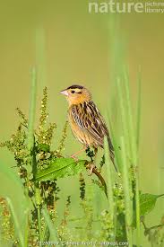 Image result for Dolichonyx oryzivorus