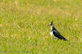 Attēlu rezultāti vaicājumam “Vanellus vanellus”