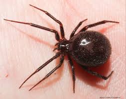 Attēlu rezultāti vaicājumam “Steatoda grossa”