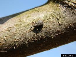 Attēlu rezultāti vaicājumam “Anthonomus pomorum”