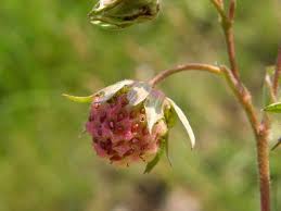 Attēlu rezultāti vaicājumam “Fragaria viridis”