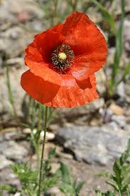 Image result for Papaver rhoeas