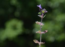 Attēlu rezultāti vaicājumam “Acinos arvensis”