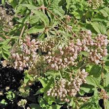 Attēlu rezultāti vaicājumam “Eupatorium cannabinum bud”