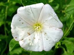 Attēlu rezultāti vaicājumam “Convolvulus arvensis flower”
