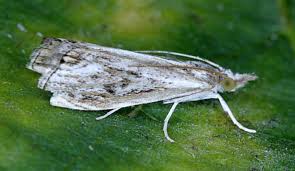 Attēlu rezultāti vaicājumam “Catoptria verellus”