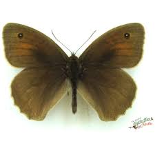 Attēlu rezultāti vaicājumam “Maniola jurtina female”