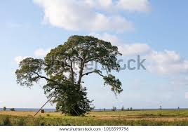 Attēlu rezultāti vaicājumam “Ulmus laevis”