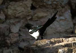 Attēlu rezultāti vaicājumam “Pica pica adult”