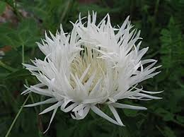 Image result for Flockenblume