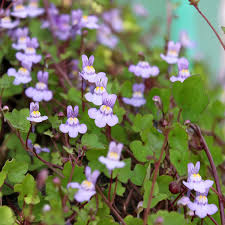 Attēlu rezultāti vaicājumam “Cymbalaria muralis”