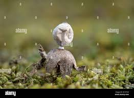 Attēlu rezultāti vaicājumam “Geastrum minimum”