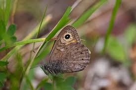 Attēlu rezultāti vaicājumam “Lasiommata petropolitana”