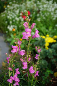Image result for Antirrhinum majus maximum