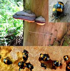 Attēlu rezultāti vaicājumam “Diaperis boleti”