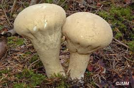Attēlu rezultāti vaicājumam “Calvatia excipuliformis”