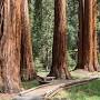 www.nps.gov からのGiant sequoia