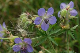 Attēlu rezultāti vaicājumam “Geranium pratense leaf”