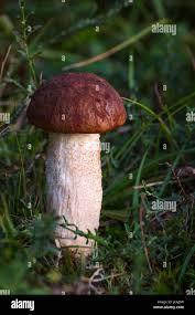 Attēlu rezultāti vaicājumam “Leccinum vulpinum”