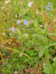 Attēlu rezultāti vaicājumam “Anchusa arvensis flower”