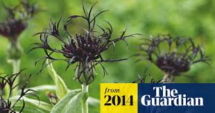 Attēlu rezultāti vaicājumam “Centaurea scabiosa fruit”