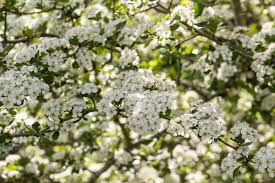 Attēlu rezultāti vaicājumam “Crataegus monogyna subsp. nordica”