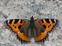 Image result for Small Tortoiseshell