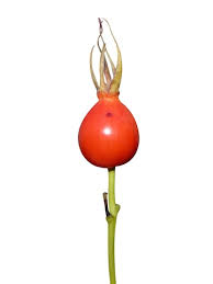 Attēlu rezultāti vaicājumam “Rosa majalis fruit”