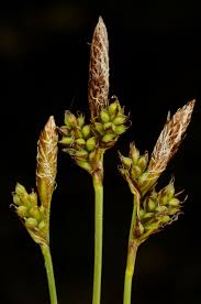 Attēlu rezultāti vaicājumam “Carex caryophyllea”