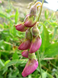 Attēlu rezultāti vaicājumam “Lathyrus latifolius fruit”